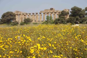 temple E at Selinunte ... with wild flowers!