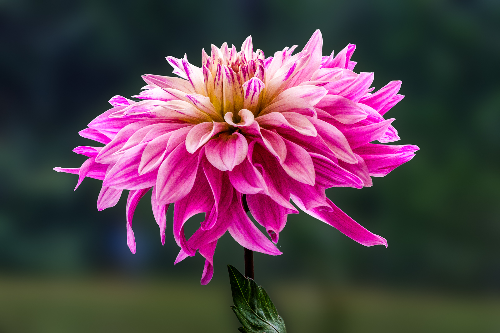 Photo of the month: September 2025